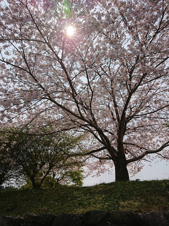 の投稿画像6枚目