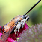 Hummingbird Clearwing Moth