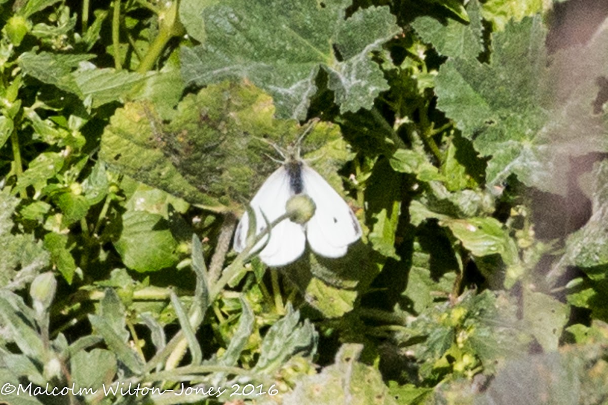 Small White