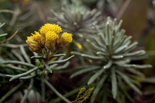 Helichrysum serotinum picardii