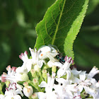 Flower Crab-spider