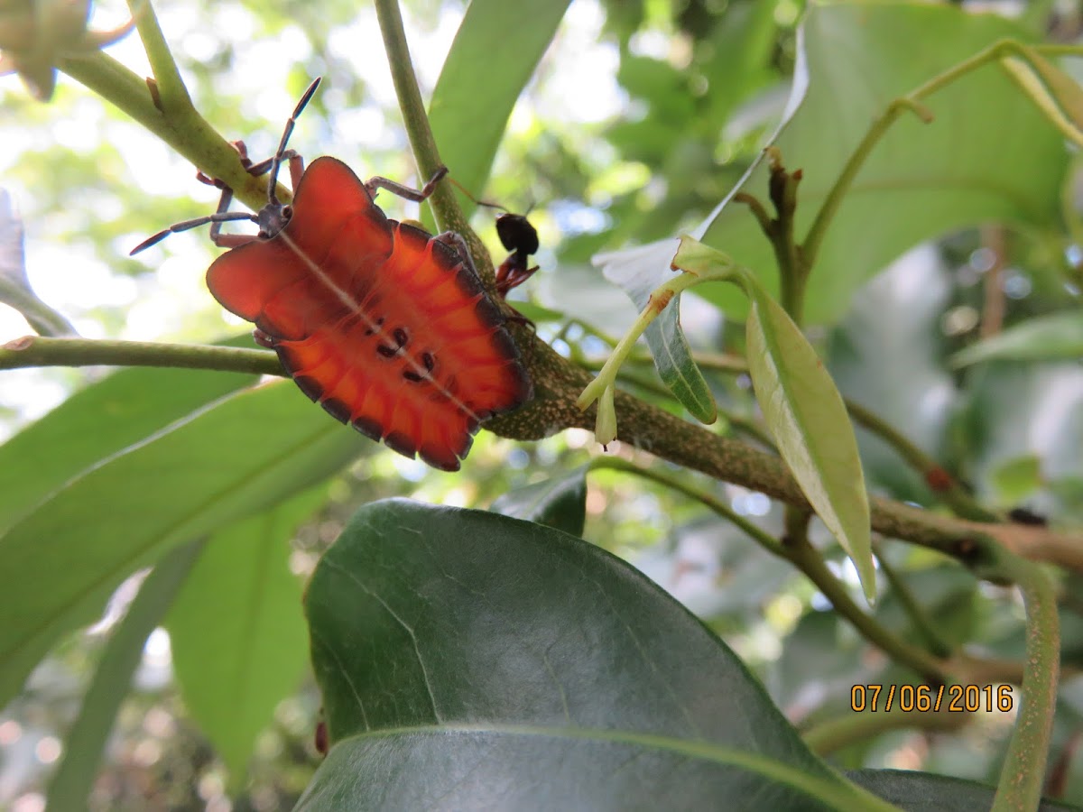 Lychee Stink Bug Nymph