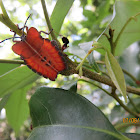 Lychee Stink Bug Nymph