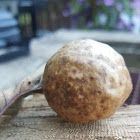 Oak Apple Gall Wasp