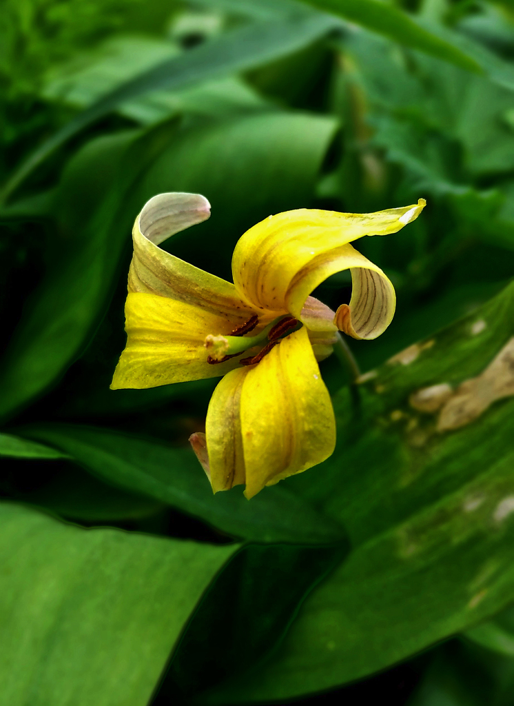 Yellow Trout Lily