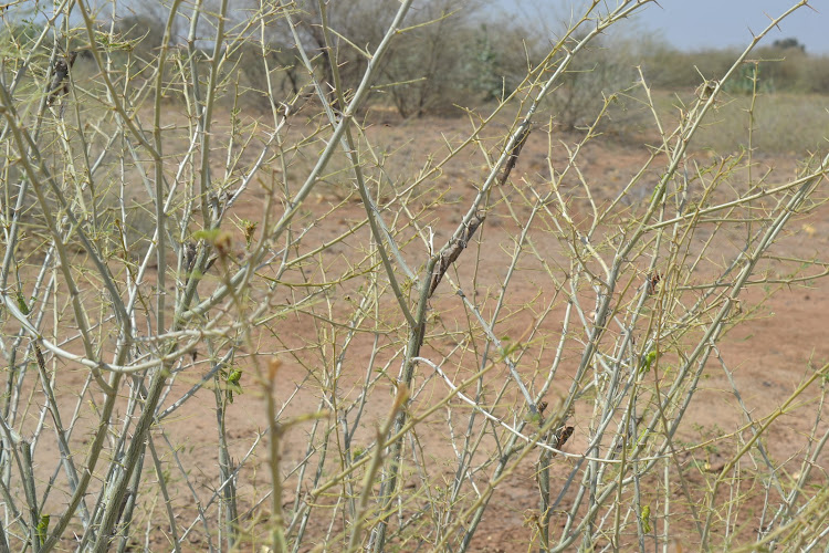 Vegetation destroyed by swarms of locusts in Turkana