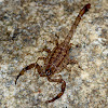 Lesser Brown Scorpion