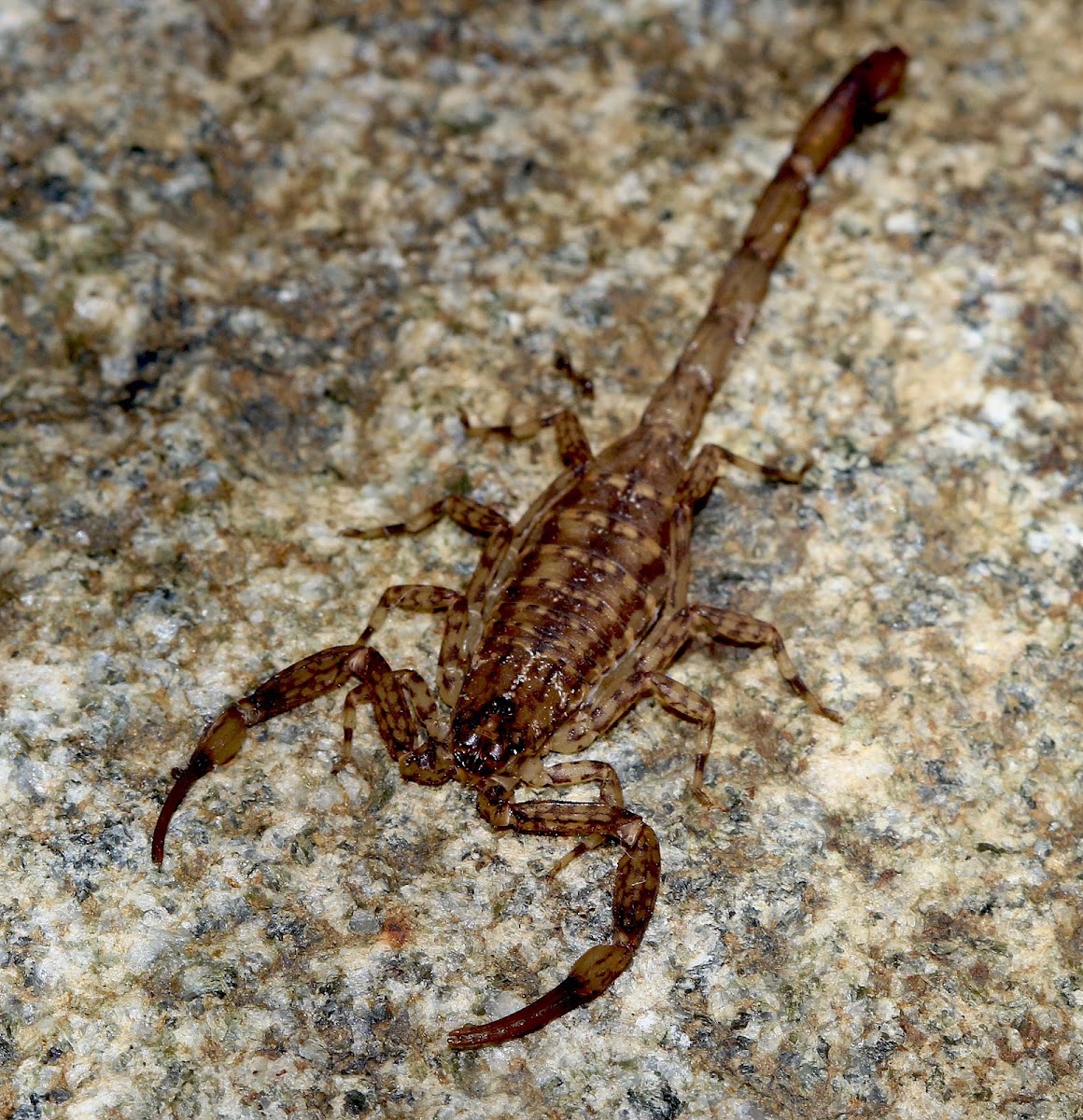 Lesser Brown Scorpion