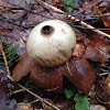 Barometer Earthstar or False Earthstar fungus