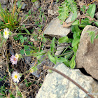 Daisy Fleabane, Hairy Fleabane