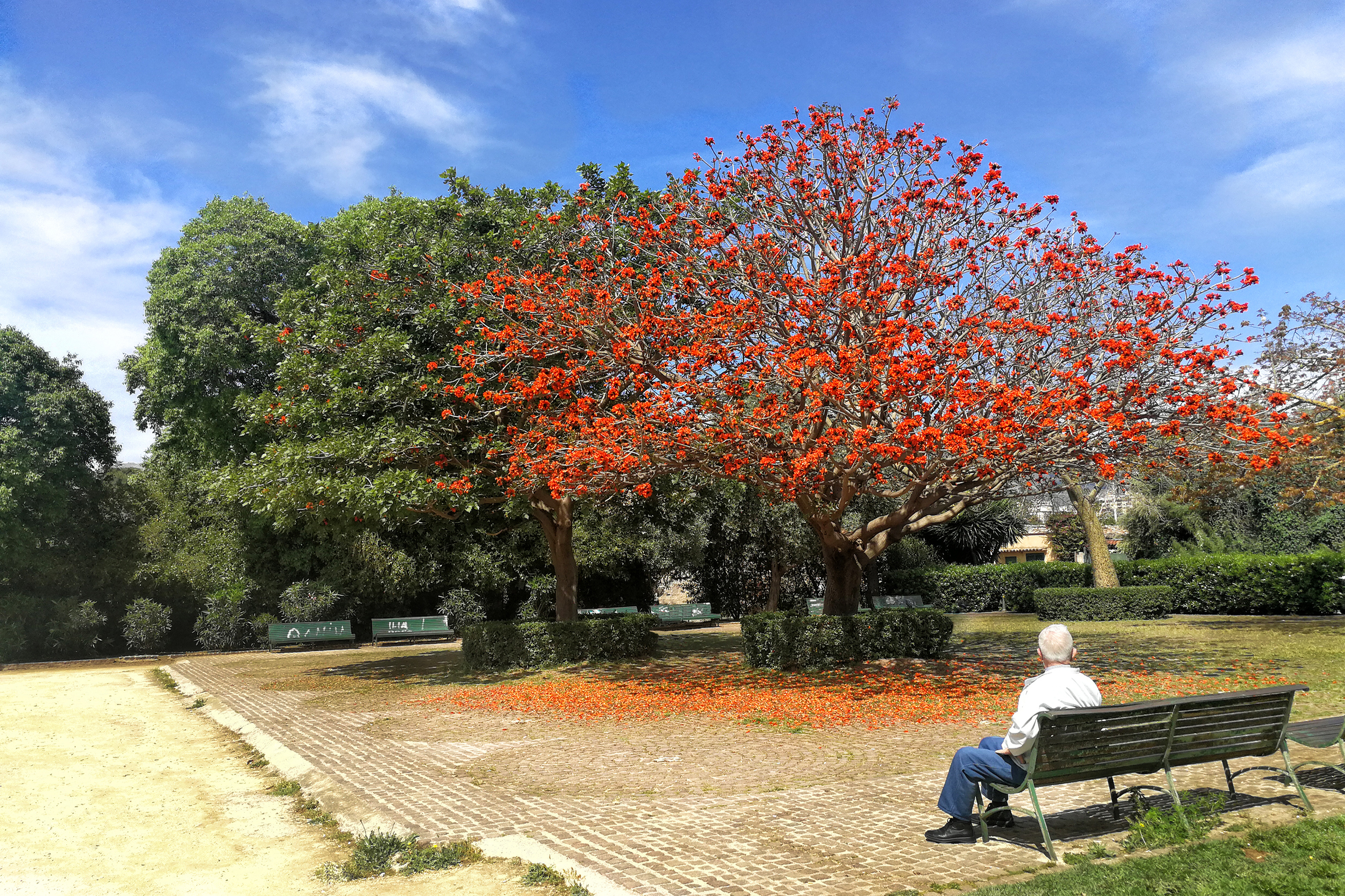 UNA NUOVA PRIMAVERA di Zino