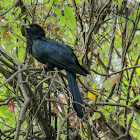 Asian koel (Male)-কোকিল