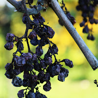 impressioni di ottobre di 