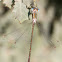 Small Spreadwing