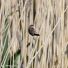 Red-eared Waxbill / Black-rumped Waxbill