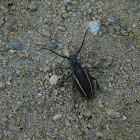 Long-Horn Beetle