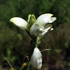 White Turtlehead