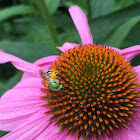 Metallic Green Bee