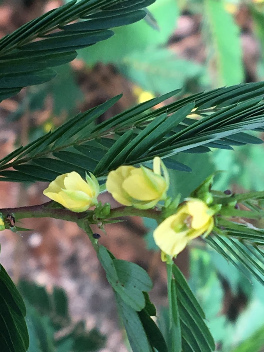 Sensitive Partridge Pea