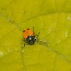 Four spotted leaf beetle