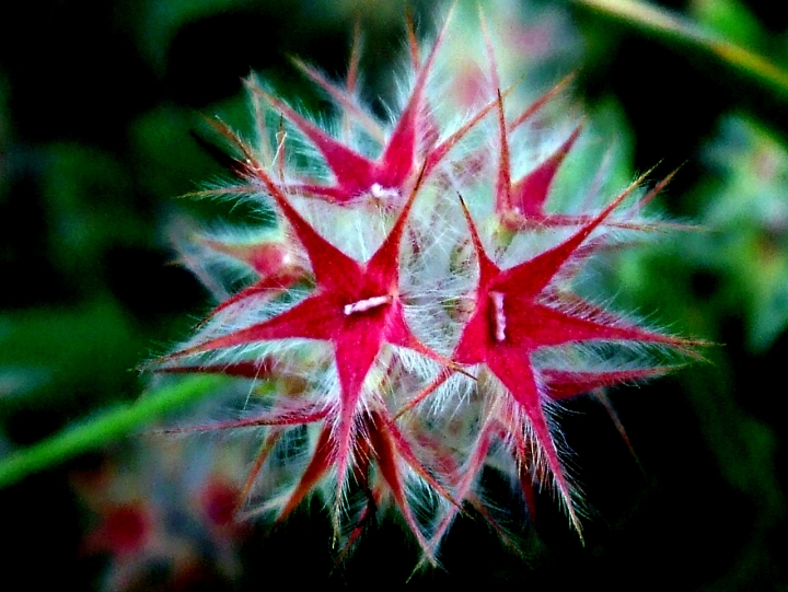 Un fiore di stelle di ileana