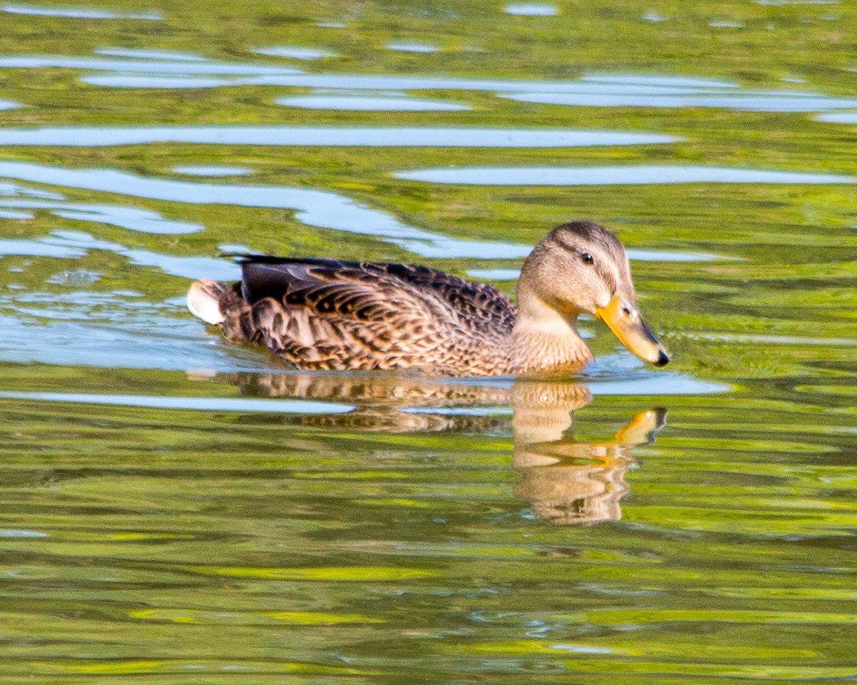 Mallard, wild duck (female)