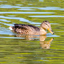 Mallard, wild duck (female)