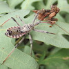 Wheel bug (nymph)