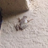 Cuban Tree Frog