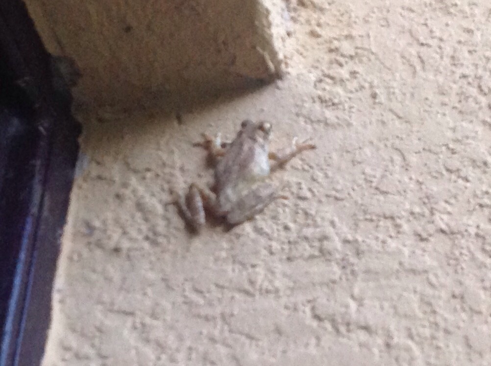 Cuban Tree Frog