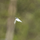 Small White