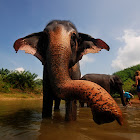 Asiatic elephant