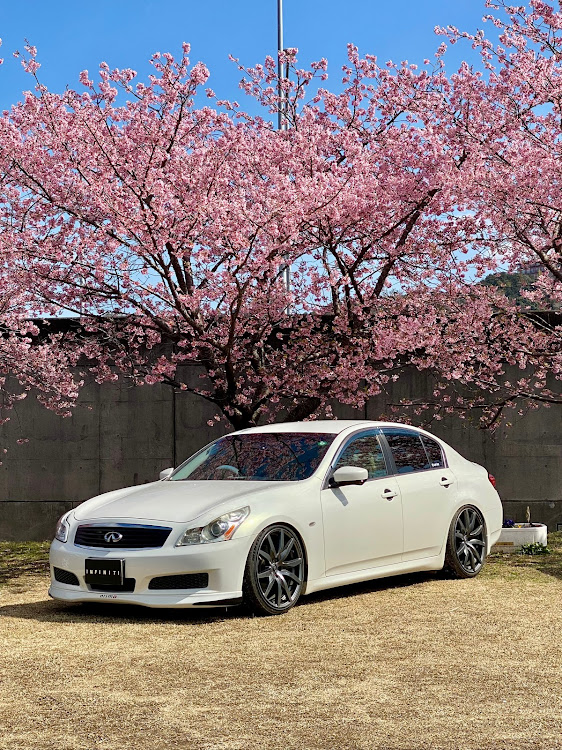 スカイラインのINFINITI G25・河津桜並木(狩野川)・まさかの2日連続・蛇口チョコレートに関するカスタム事例の投稿画像1枚目