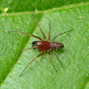 Mesh Web Spider, male