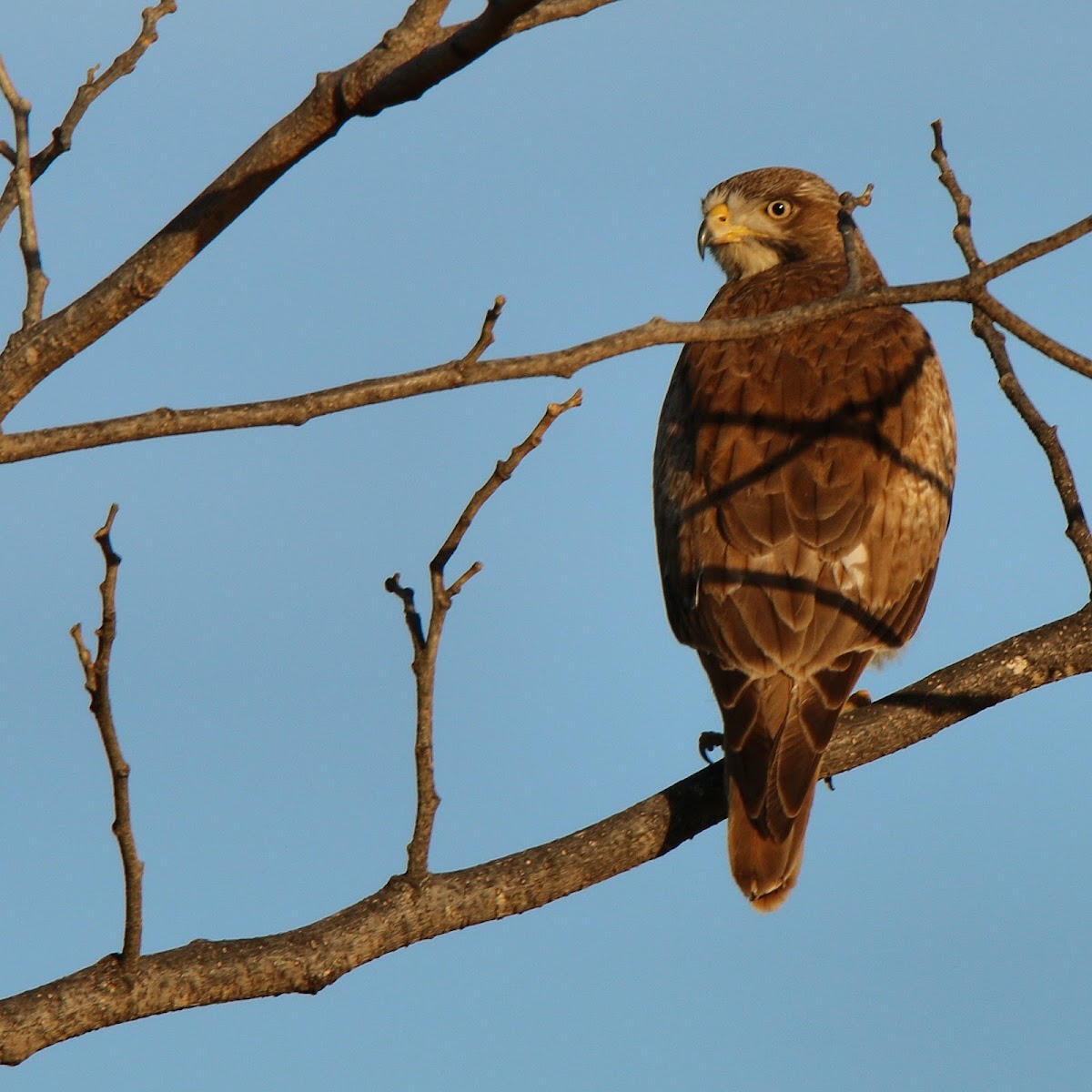 White Eyed Buzzard