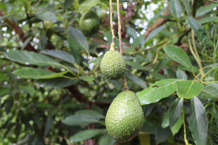 Avocado fruits in a farm in Kandara, Murang'a County.