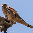 Kestrel; Cernícalo Real