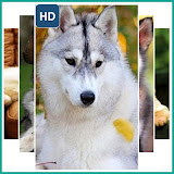 Latest Dog Wallpaper