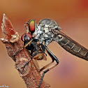 Robber Fly