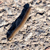 Pill Millipede