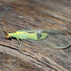 Green Lacewing