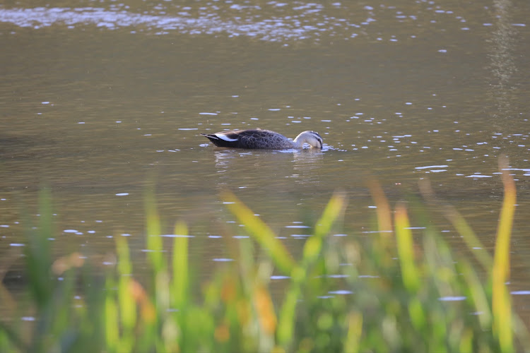 ゴルフGTIのみんなのお気に入り芳香剤が見たい・oettinger・秋のドライブ・野鳥観察・カワセミ撮影に関するカスタム事例の投稿画像9枚目