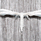 Plume Moth