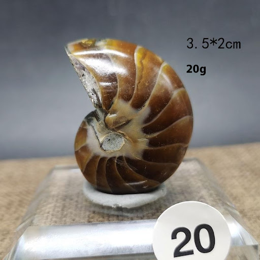 Title 11, Natural Antique Snail Fossils Ornaments Playing...