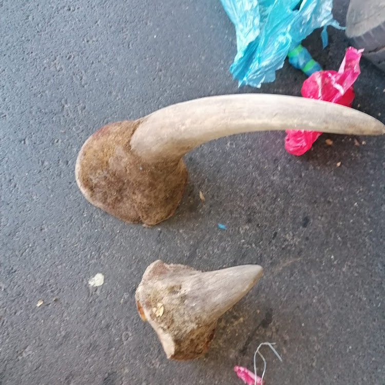 These two pieces of rhino horn were confiscated near Germiston on Friday. Two men were arrested.