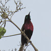 Scarlet-chested Sunbird