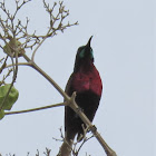 Scarlet-chested Sunbird