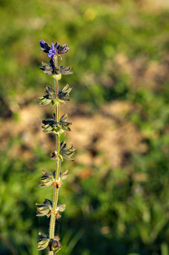 Salvia verbenaca