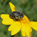 Chafer