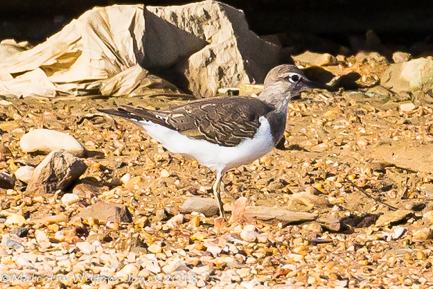 Common Sandpiper; Andarríos Chico